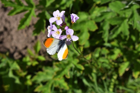 Orange tip butterfly
